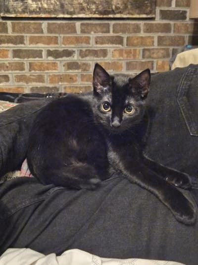 Room wanted in New York Main Photo