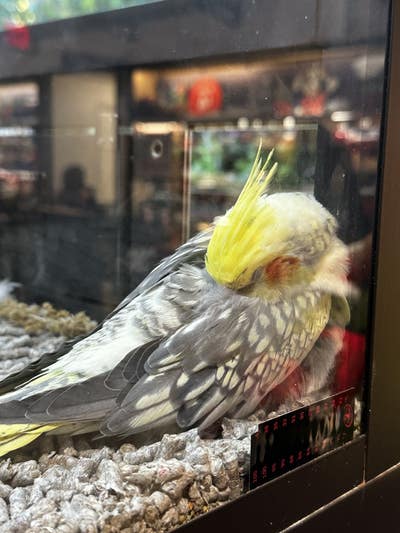 Room wanted in New York Main Photo