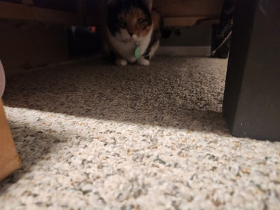 Room wanted in Redmond, WA Main Photo