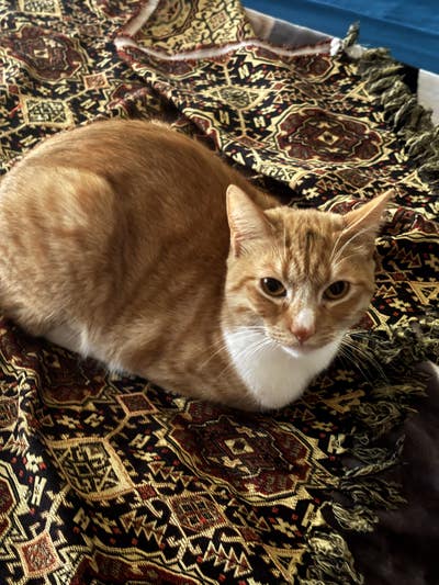 Room wanted in Richmond, CA Main Photo