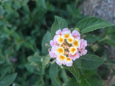 Room wanted in Fort Worth, TX Main Photo