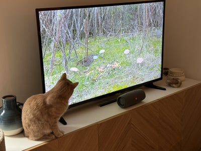 Furnished Room in Lux Apr (Bronx, Yankee Stadium) Main Photo