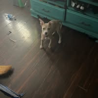 Room wanted in Carrollton, TX Main Photo