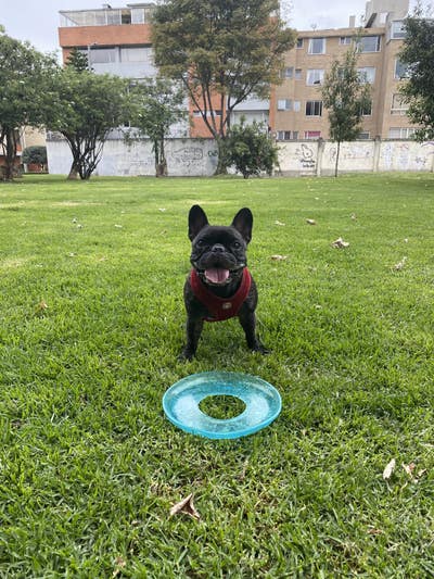 Room wanted in San Francisco Bay Area Main Photo