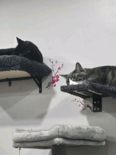 Kind, outgoing, cat-loving roommate wanted! 😊 Main Photo