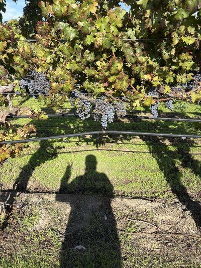 Room wanted in Napa, CA Main Photo