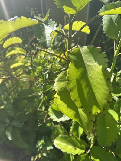 Room wanted in Fort Lauderdale Main Photo