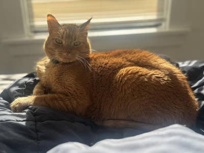 Room wanted in Alameda County, CA Main Photo