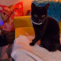 Room wanted in Seattle, WA Main Photo