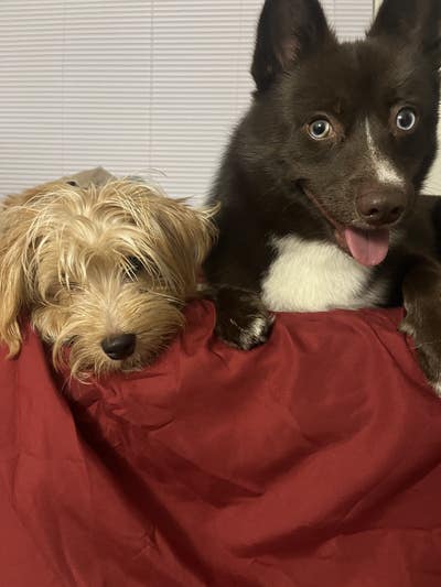 Room wanted in Orlando Main Photo