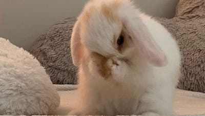 Room wanted in Los Angeles Main Photo