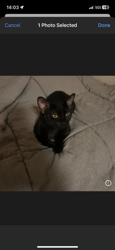 Room wanted in Chicago, IL Main Photo