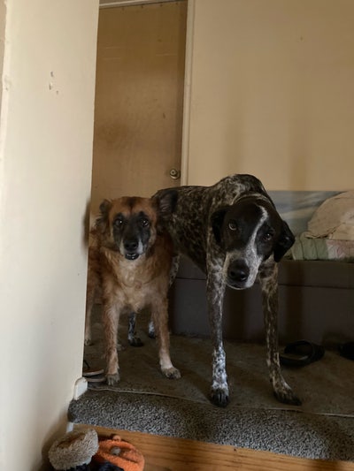 Room for rent in house $900/month avail 3/1 Main Photo