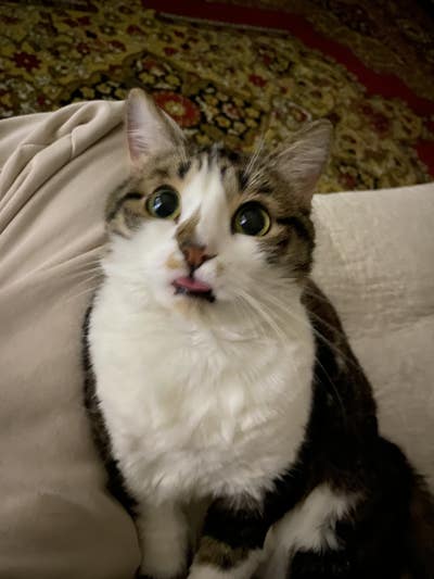 Room wanted in NYC Main Photo