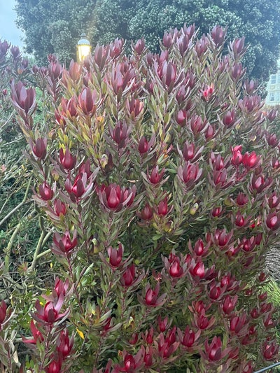 Room wanted in New York Main Photo