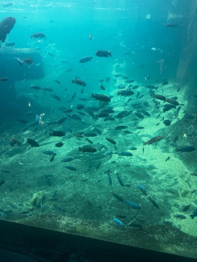 Room wanted in Austin, Travis County, TX Main Photo