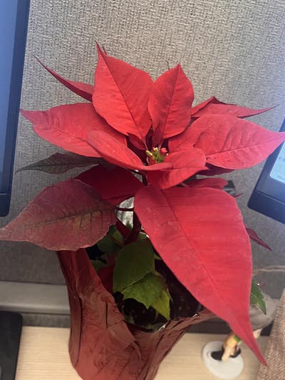 Room wanted in Altamonte Springs, FL Main Photo