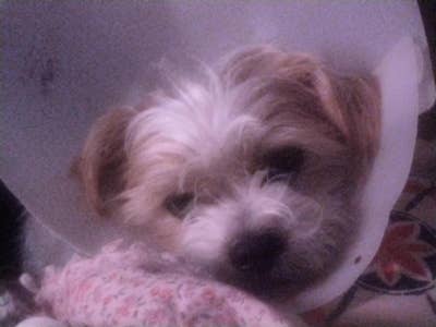 Room wanted in Los Angeles Main Photo