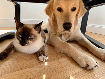 Room wanted in San Dimas, Los Angeles, CA Main Photo