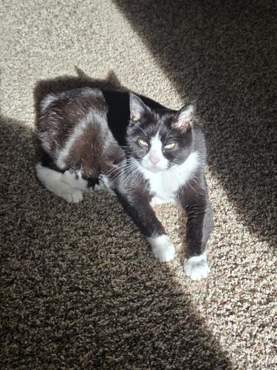 Room wanted in Portland, OR Main Photo