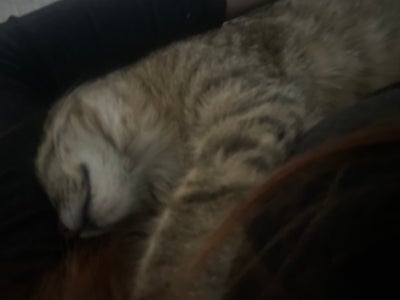 Room wanted in Dallas, TX Main Photo