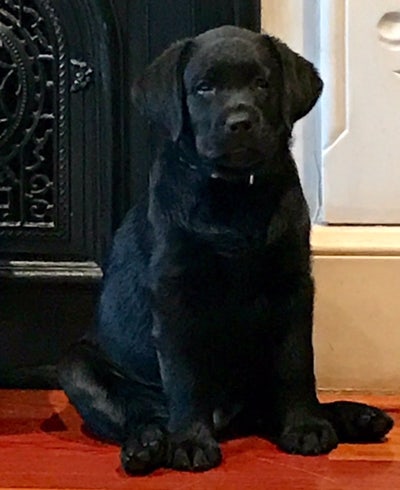 Room wanted in New York Main Photo