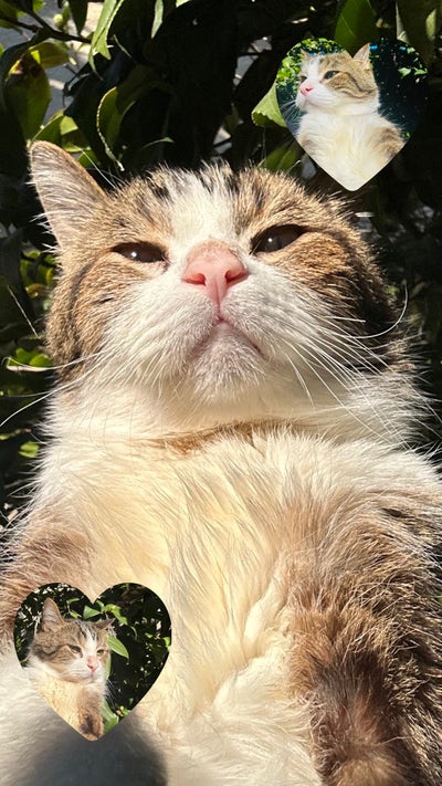 $900 Budget, Female Roommate, Move In Soon Main Photo