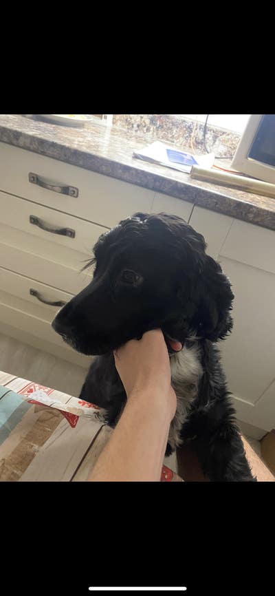 Room wanted in NYC Main Photo