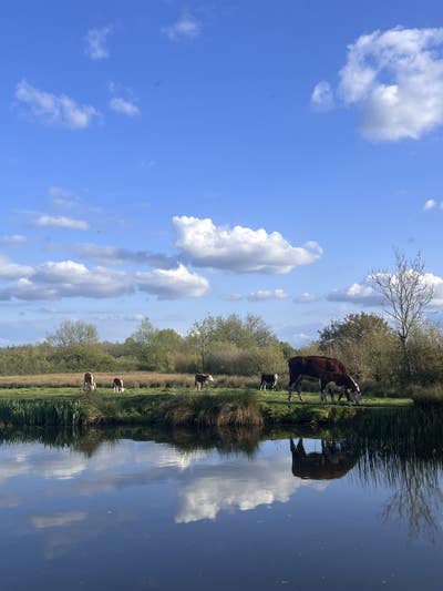 Female, 26, Wants Room, $1300, Move Soon Main Photo