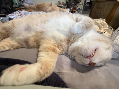 Room wanted in San Diego Main Photo