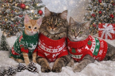 2RMs, private bath, living area and garage space Main Photo