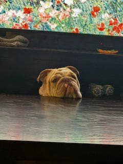 $800 Budget, ASAP Move, Share With Males Main Photo