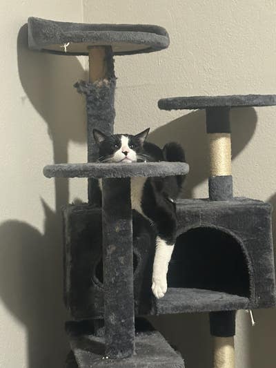 $1000 Budget, Female Roommate, Move Soon Main Photo