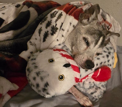 Room wanted in Henderson, NV Main Photo