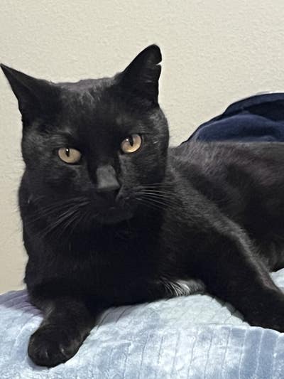 $900 Budget, Male, 24, Ready to Move In Main Photo