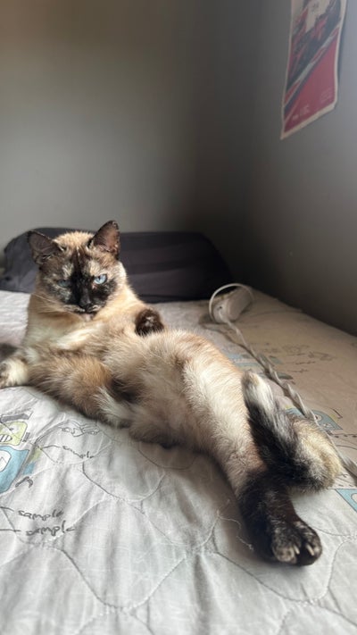 Room wanted in San Diego Main Photo