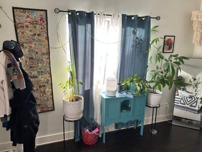 Responsible Female Roommate  Main Photo