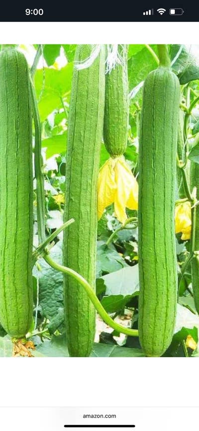 Female, 59, $750 budget, move in soon Main Photo