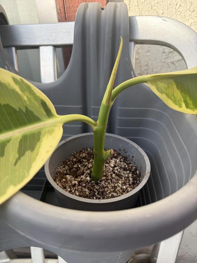 Budget $800, Any Age, Ready To Move In Now Main Photo