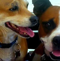 Room wanted in San Diego Main Photo