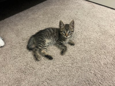 Room wanted in San Diego, CA Main Photo