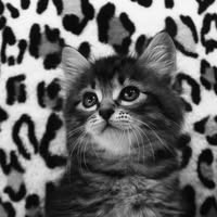 Room wanted in Rockledge, fl Main Photo