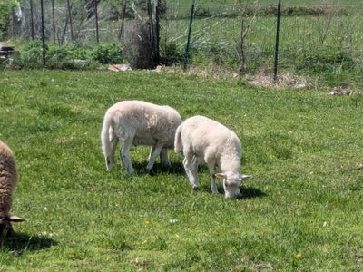 Female, 58, $1200, Ready to Move In Now Main Photo