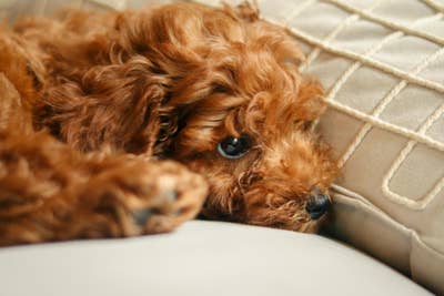 Room wanted in Leander tx Main Photo