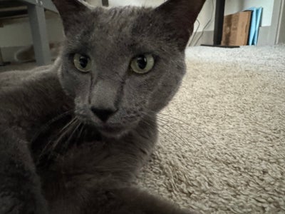 Room wanted in Dallas, TX Main Photo