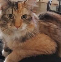 Room wanted in Mesa, AZ Main Photo