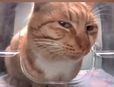 Room wanted in New Jersey Main Photo