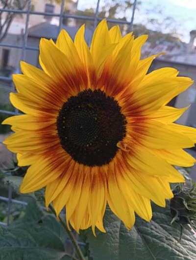 Hey! I moved to US from AUS this year, looki... Main Photo