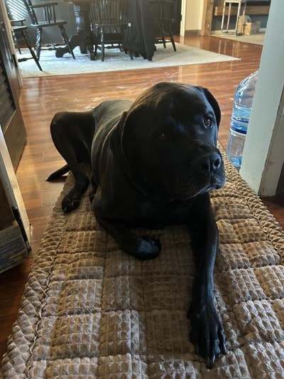 Room wanted in Villa Park, IL Main Photo