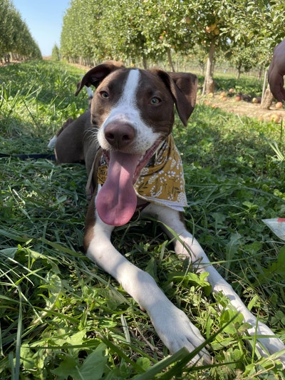 Room wanted in Chicago Main Photo